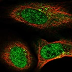 Immunofluorescent staining of human cell line U-2 OS shows localization to nucleoplasm & the Golgi apparatus.