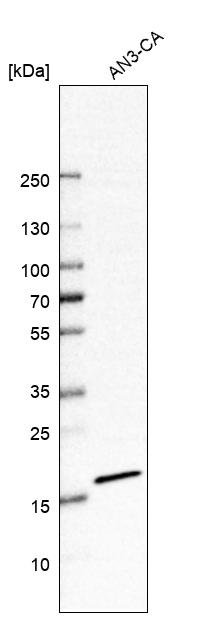 Anti-SSR4 Antibody