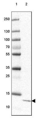 Lane 1: Marker [kDa] 250, 130, 100, 70, 55, 35, 25, 15, 10_br/_Lane 2: Human cell line HEK 293