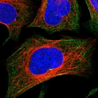 Immunofluorescent staining of human cell line U-2 OS shows localization to cytosol & actin filaments.