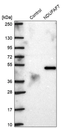 Western blot analysis in control (vector only transfected HEK293T lysate) and NDUFAF7 over-expression lysate (Co-expressed with a C-terminal myc-DDK tag (~3.1 kDa) in mammalian HEK293T cells, LY403408).