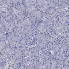Immunohistochemical staining of human pancreas shows no positivity in exocrine glandular cells as expected.