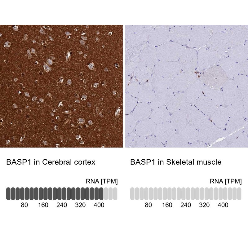 Anti-BASP1 Antibody