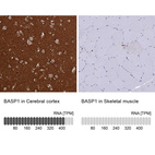 Anti-BASP1 Antibody