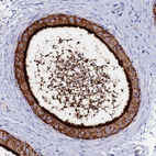 Anti-BASP1 Antibody