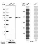 Western blot analysis in human cell line HeLa and human cell line A-431.