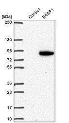 Western blot analysis in control (vector only transfected HEK293T lysate) and BASP1 over-expression lysate (Co-expressed with a C-terminal myc-DDK tag (~3.1 kDa) in mammalian HEK293T cells, LY416732).