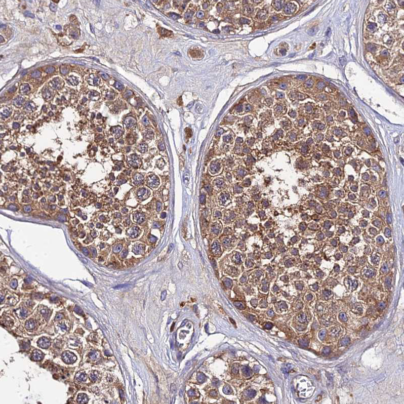 Anti-C2orf69 Antibody