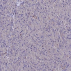 Immunohistochemical staining of human pancreas shows no positivity in exocrine glandular cells as expected.