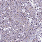 Immunohistochemical staining of human pancreas shows very weak positivity in exocrine glandular cells.