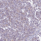 Immunohistochemical staining of human pancreas shows very weak positivity in exocrine glandular cells.