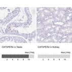 Anti-CATSPER4 Antibody