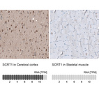 Anti-SCRT1 Antibody