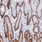 Immunohistochemical staining of human stomach shows strong nuclear positivity in glandular cells.
