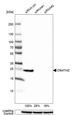 Western blot analysis in HEK293 cells transfected with control siRNA, target specific siRNA probe #1 and #2, using Anti-C9orf142 antibody. Remaining relative intensity is presented. Loading control: Anti-GAPDH.