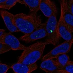 Immunofluorescent staining of human cell line SH-SY5Y shows localization to nuclear bodies.