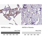 Anti-NAPSA Antibody