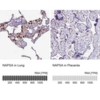 Anti-NAPSA Antibody