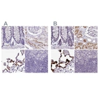 Immunohistochemical staining of human colon, kidney, lung and lymph node using Anti-NAPSA antibody HPA045280 (A) shows similar protein distribution across tissues to independent antibody HPA047236 (B).
