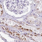 Immunohistochemical staining of human kidney using Anti-NAPSA antibody HPA045280.