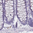 Immunohistochemical staining of human colon using Anti-NAPSA antibody HPA045280.