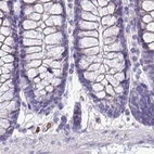 Immunohistochemical staining of human colon using Anti-NAPSA antibody HPA045280.