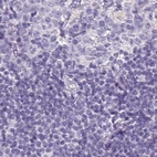 Immunohistochemical staining of human lymph node using Anti-NAPSA antibody HPA045280.