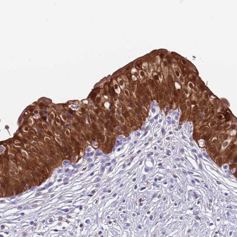Anti-C6orf47 Antibody