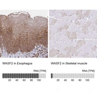 Anti-WASF2 Antibody