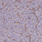 Immunohistochemical staining of human pancreas shows moderate to strong membranous positivity in exocrine glandular cells.
