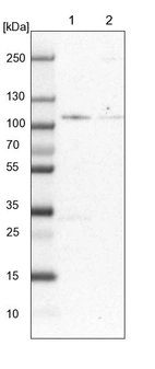 Lane 1: NIH-3T3 cell lysate (Mouse embryonic fibroblast cells)_br/_Lane 2: NBT-II cell lysate (Rat Wistar bladder tumour cells)