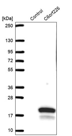 Western blot analysis in control (vector only transfected HEK293T lysate) and C6orf226 over-expression lysate (Co-expressed with a C-terminal myc-DDK tag (~3.1 kDa) in mammalian HEK293T cells, LY423367).