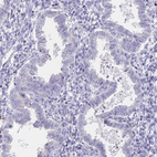 Immunohistochemical staining of human endometrium shows no positivity in glandular cells as expected.
