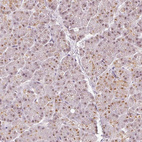 Immunohistochemical staining of human pancreas shows moderate nuclear positivity in exocrine glandular cells.