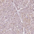 Immunohistochemical staining of human pancreas shows moderate nuclear positivity in exocrine glandular cells.
