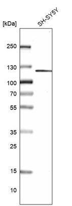 Anti-GRID2IP Antibody