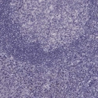 Immunohistochemical staining of human tonsil shows no positivity in non-germinal center cells as expected.