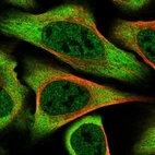 Immunofluorescent staining of human cell line U-2 OS shows localization to nucleoplasm & cytosol.