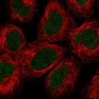 Anti-ALKBH2 Antibody