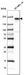 Anti-ERBB3 Antibody