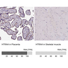 Immunohistochemistry analysis in human placenta and skeletal muscle tissues using HPA045402 antibody. Corresponding HTRA4 RNA-seq data are presented for the same tissues.