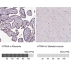 Immunohistochemistry analysis in human placenta and skeletal muscle tissues using HPA045402 antibody. Corresponding HTRA4 RNA-seq data are presented for the same tissues.