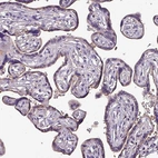 Immunohistochemical staining of human placenta shows moderate cytoplasmic positivity in trophoblastic cells.