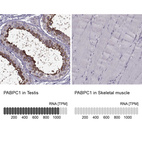 Anti-PABPC1 Antibody