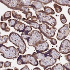 Immunohistochemical staining of human placenta shows strong cytoplasmic positivity in trophoblastic cells.
