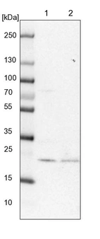 Lane 1: NIH-3T3 cell lysate (Mouse embryonic fibroblast cells)_br/_Lane 2: NBT-II cell lysate (Rat Wistar bladder tumour cells)