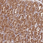 Anti-NUDT12 Antibody