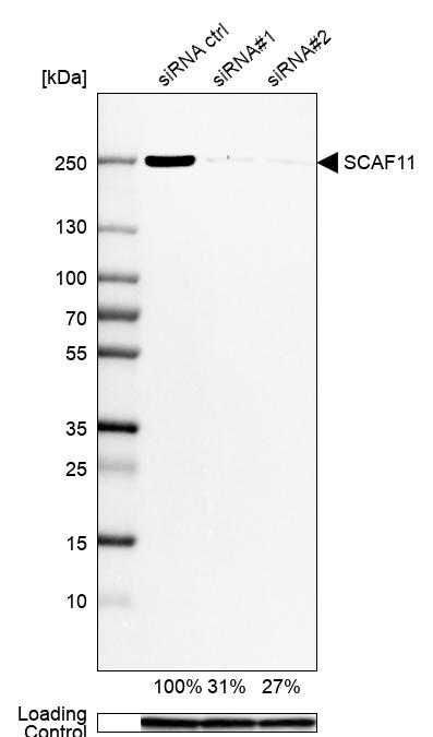 Anti-SCAF11 Antibody