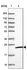 Anti-MRPS26 Antibody