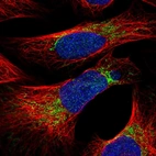 Immunofluorescent staining of human cell line U-2 OS shows localization to mitochondria.